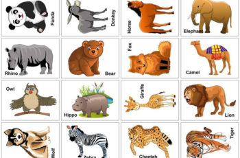 Wild Animal Flash Cards Printable